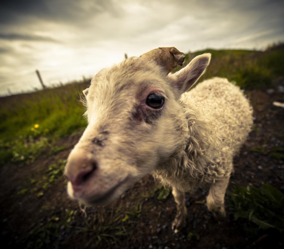 Free Image of A goat standing in a field 