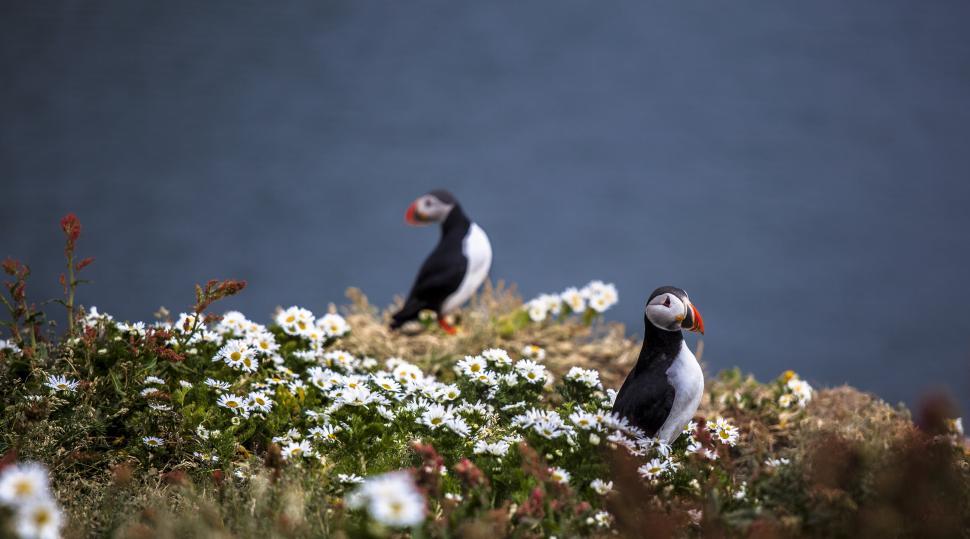 Free Image of Two birds on a hill with flowers 