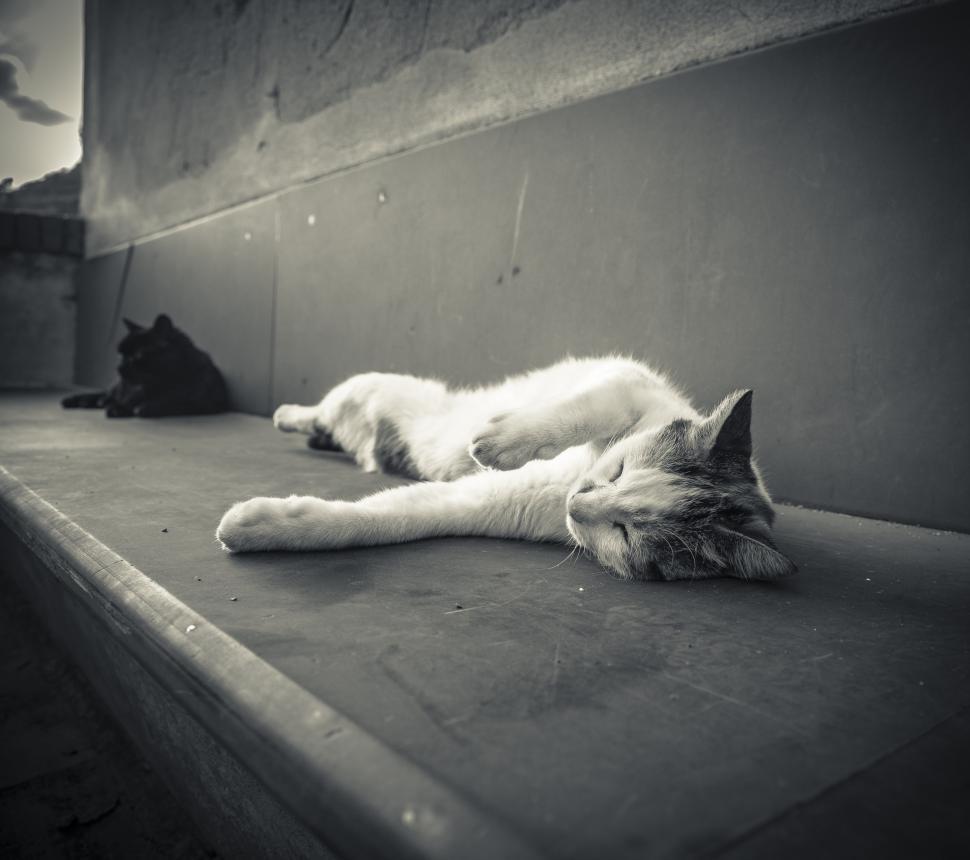Free Image of A cat lying on a bench 