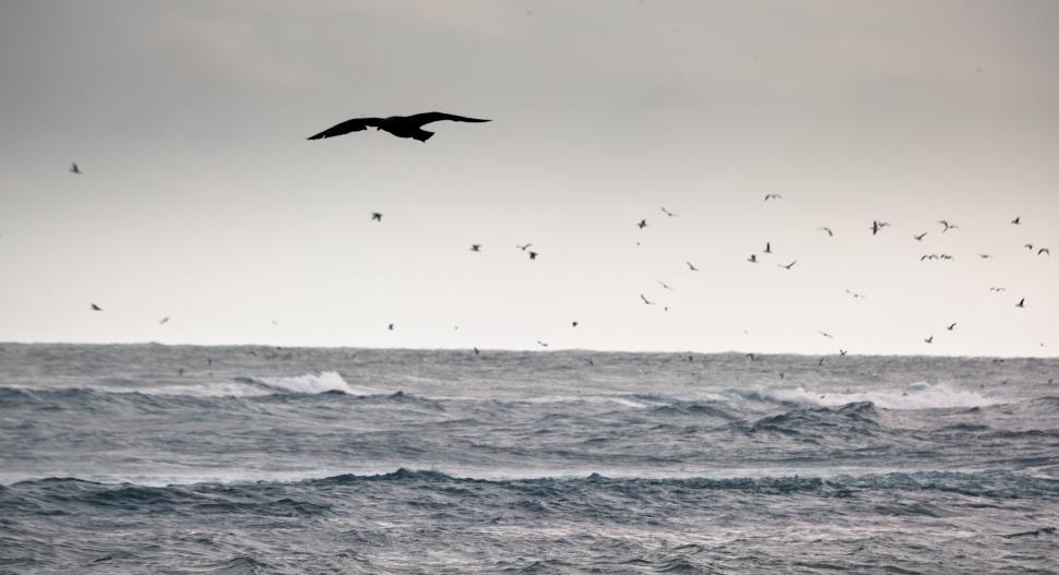 Free Image of A bird flying over the ocean 