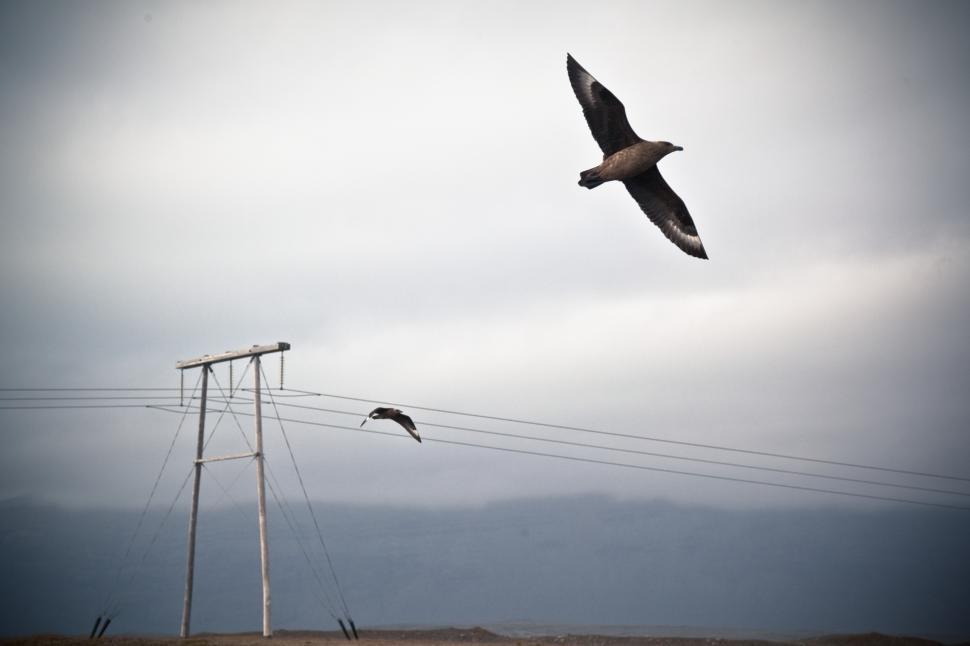 Free Image of Birds flying over power lines 