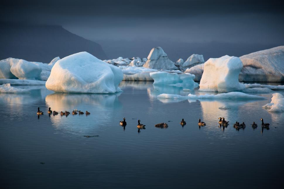 Free Image of A group of ducks swimming in water with icebergs in the background 