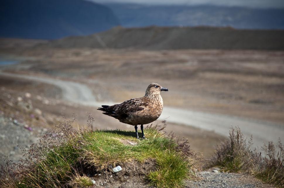Free Image of A bird standing on a rock 