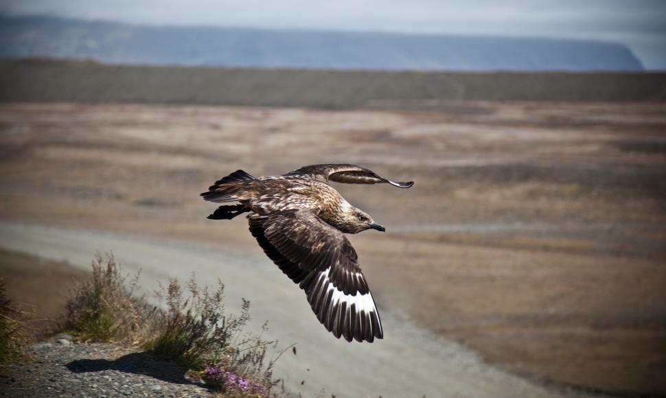 Free Image of A bird flying over a rocky area 