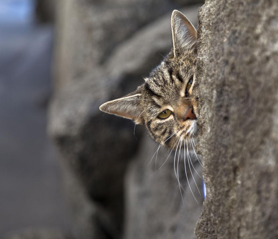 Free Image of A cat peeking out of a rock 