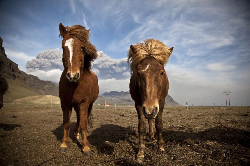 Free Image of Two horses standing in a field 
