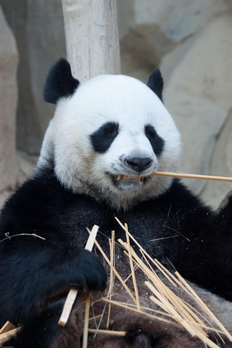 Free Image of Panda Bear Sitting on Top of a Pile of Bamboo 