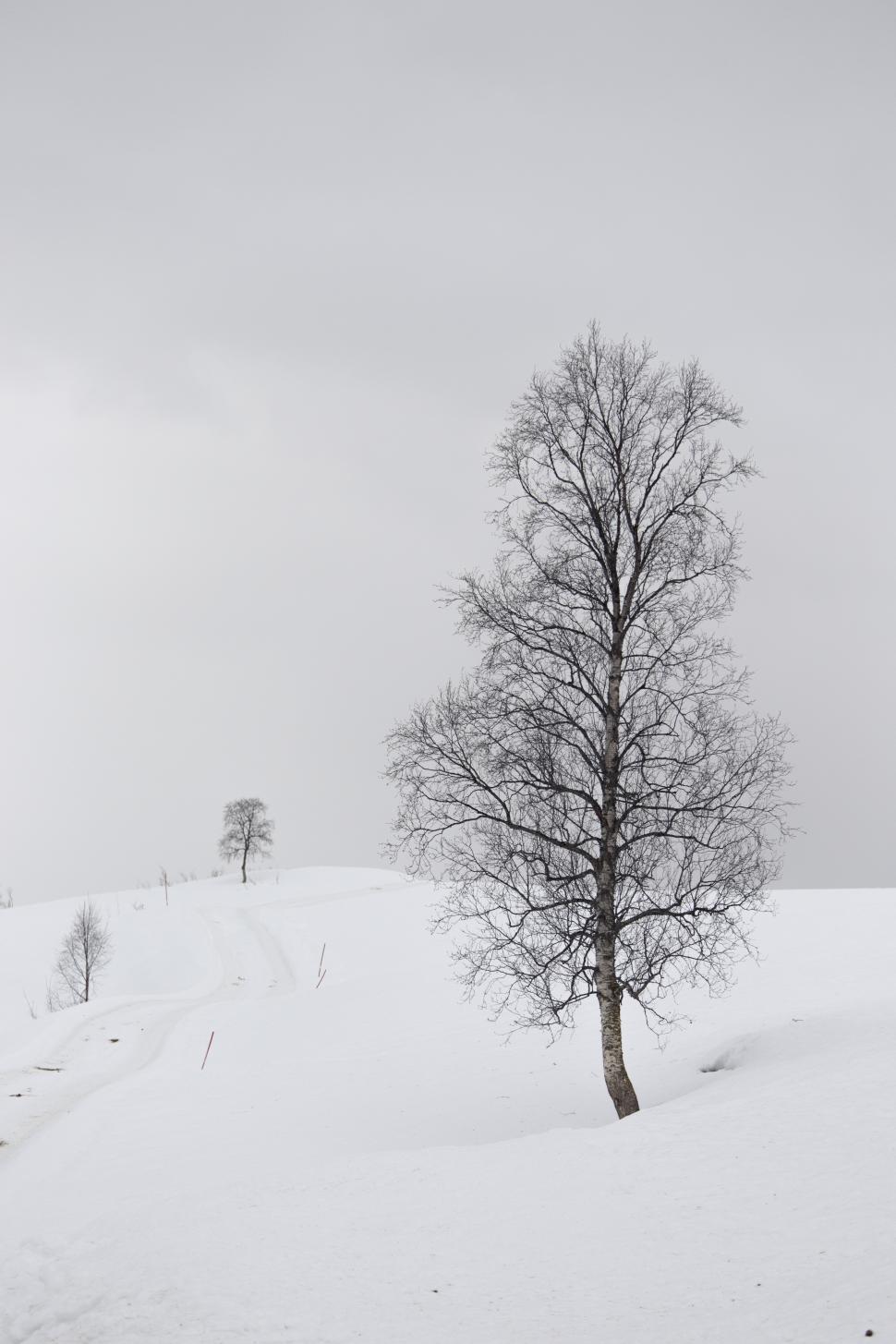 Free Image of A tree in a snowy landscape 