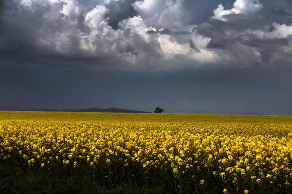 Free Image of A field of yellow flowers under a cloudy sky 