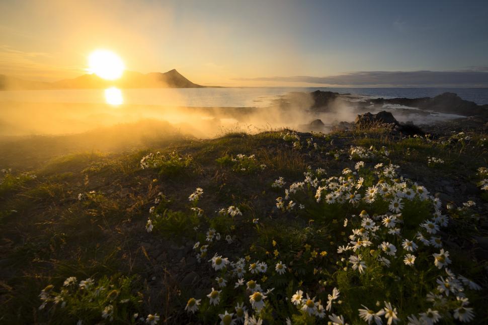 Free Image of A field of flowers with steam coming out of it 