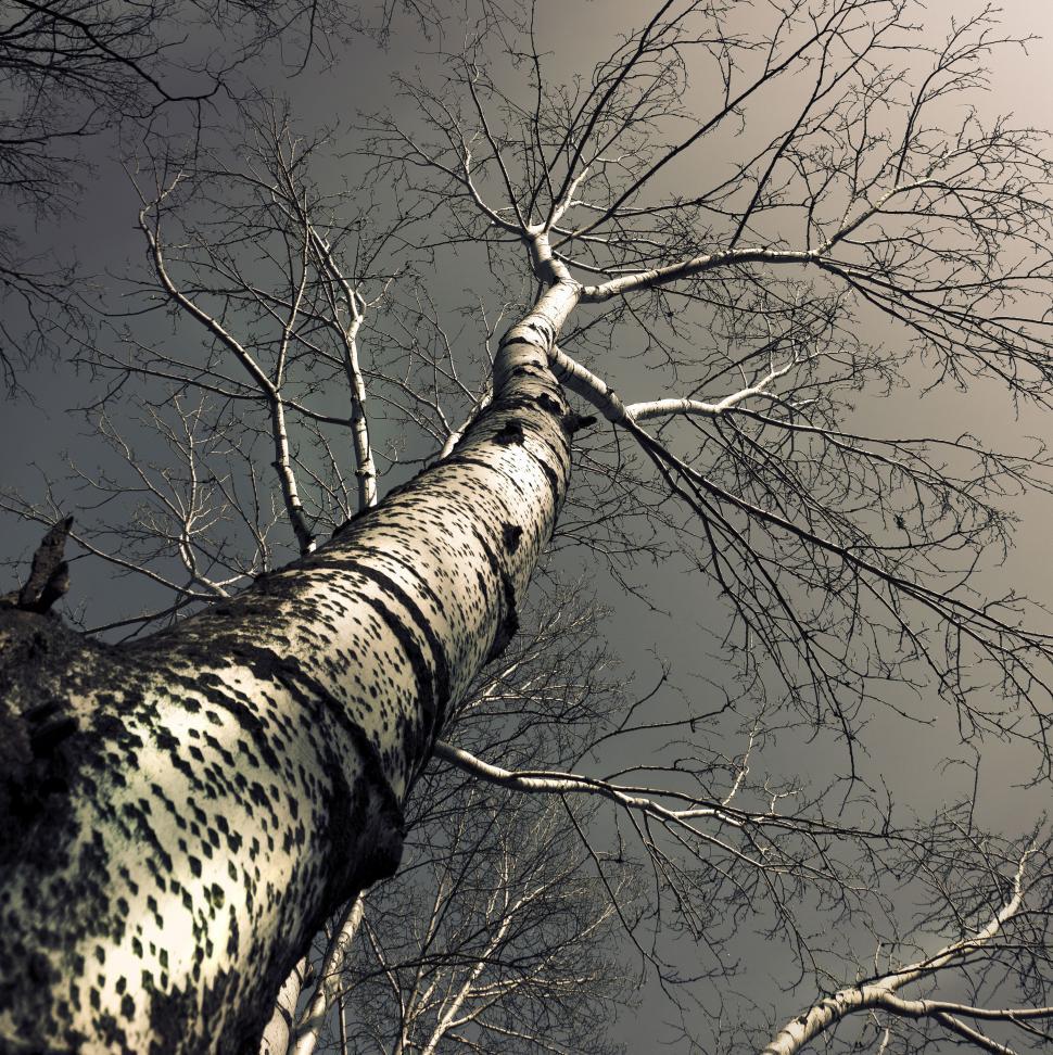 Free Image of A tree with no leaves 