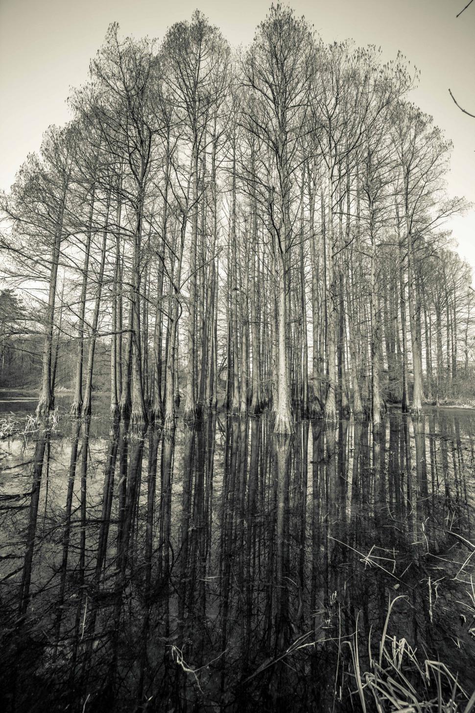 Free Image of A group of trees in a swamp 