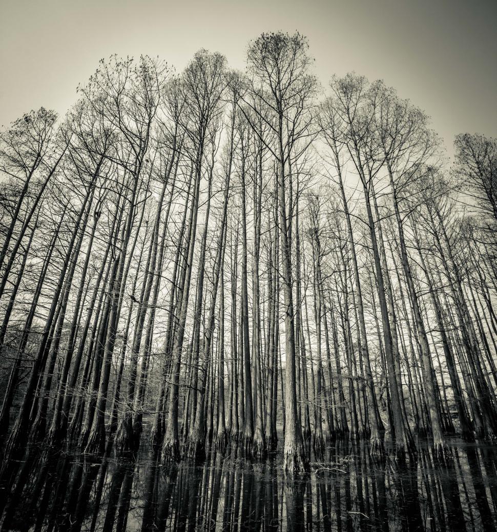Free Image of A group of trees in a forest 