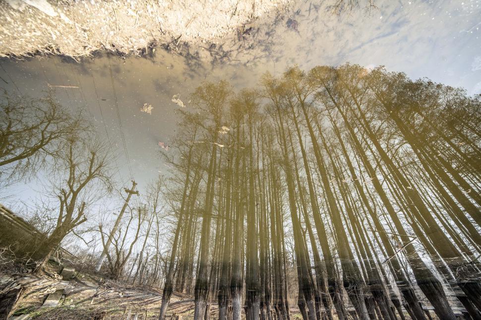 Free Image of A reflection of trees in a pond 