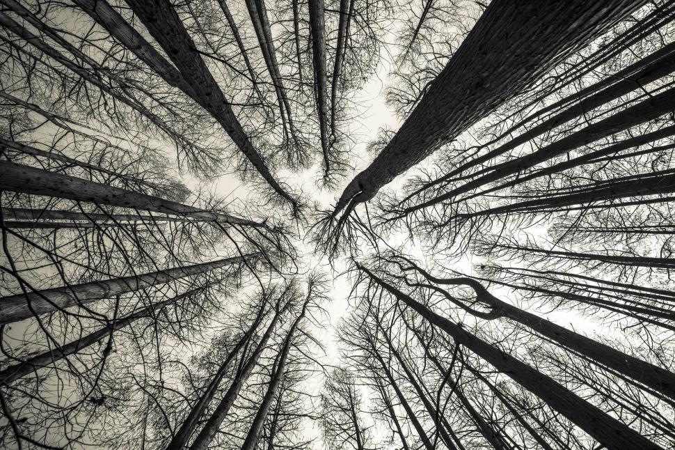 Free Image of Looking up view of trees in a forest 