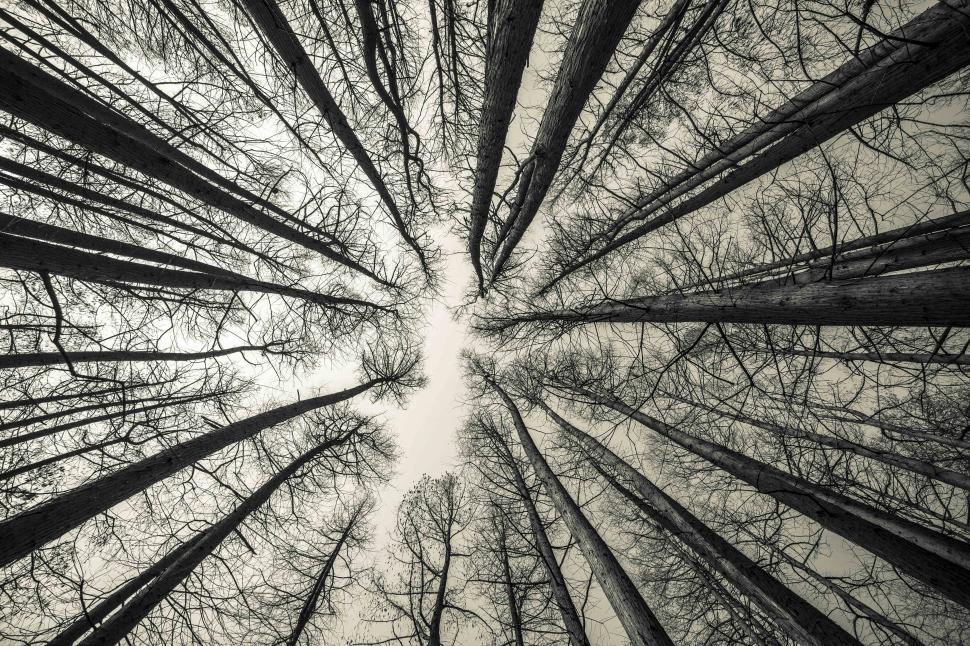 Free Image of Looking up view of a group of trees 