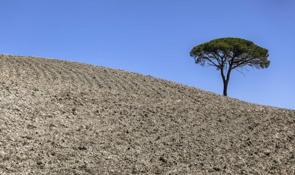 Free Image of A tree on a hill 