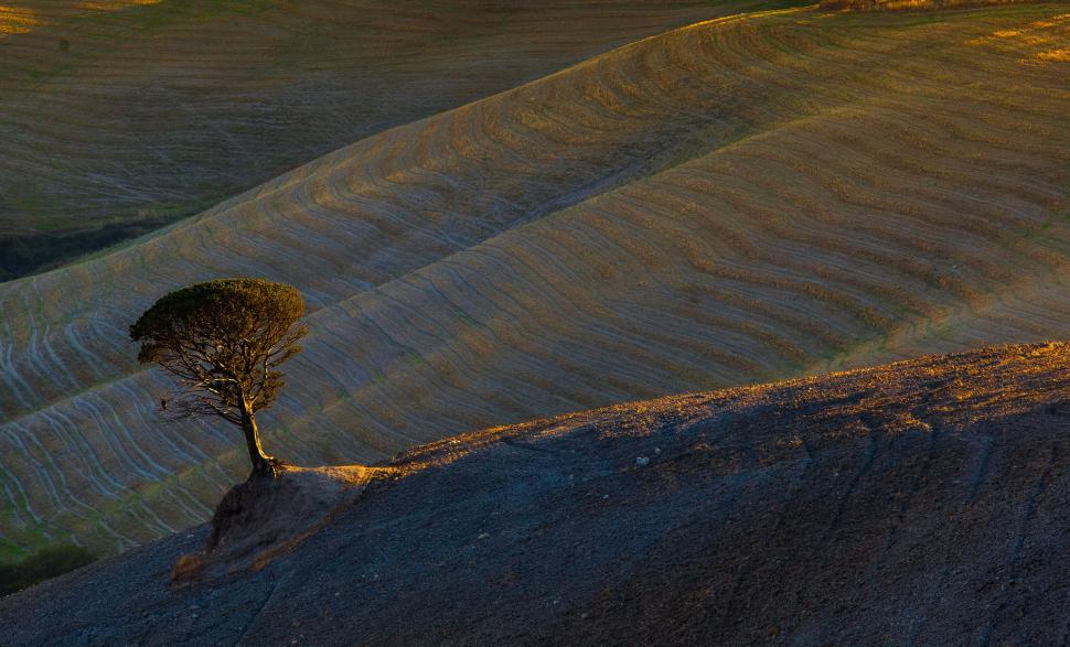 Free Image of A tree on a hill 