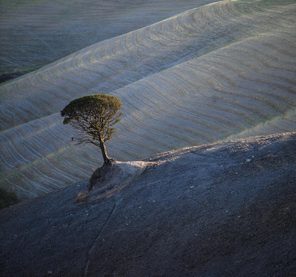 Free Image of A tree growing on a hill 