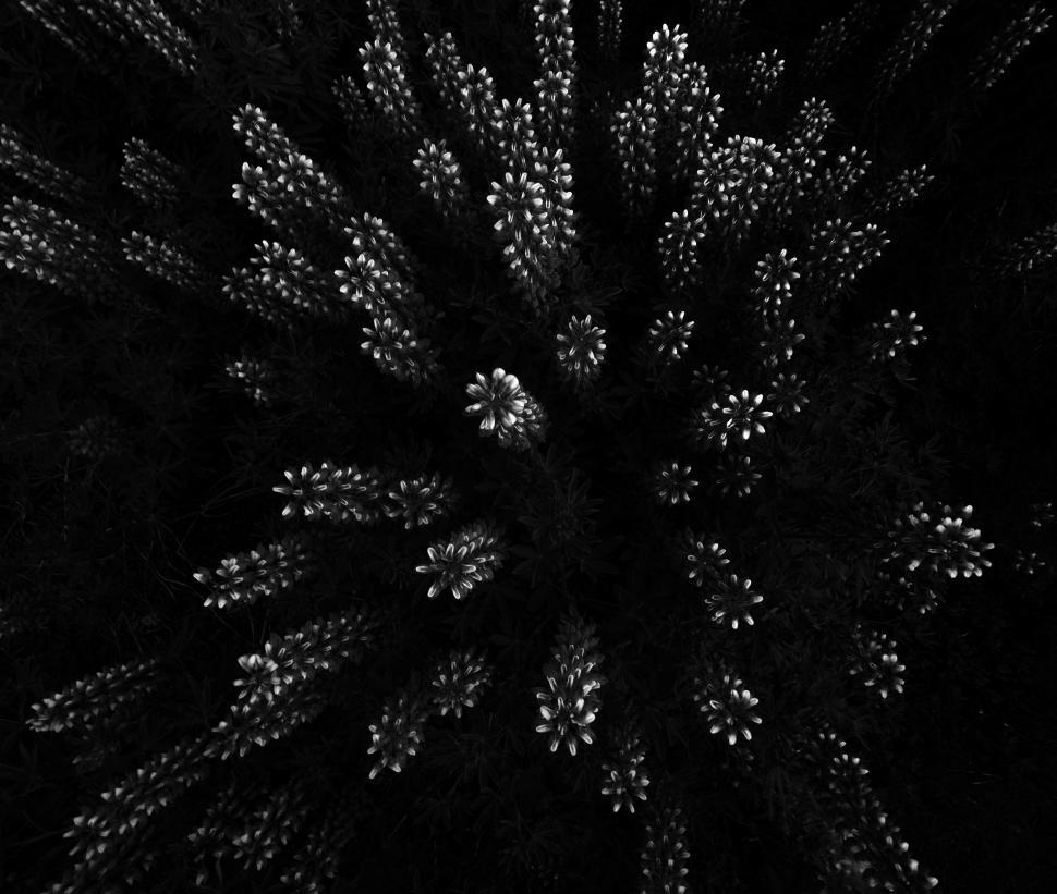 Free Image of A black and white image of a plant 