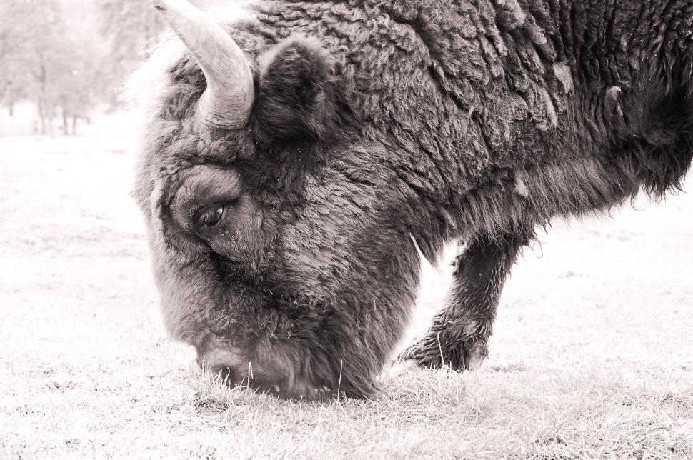 Free Image of A bison grazing in the grass 