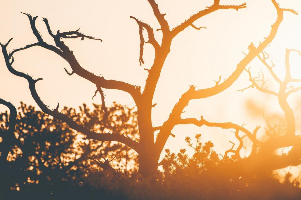 Free Image of A tree with branches and a sunset 