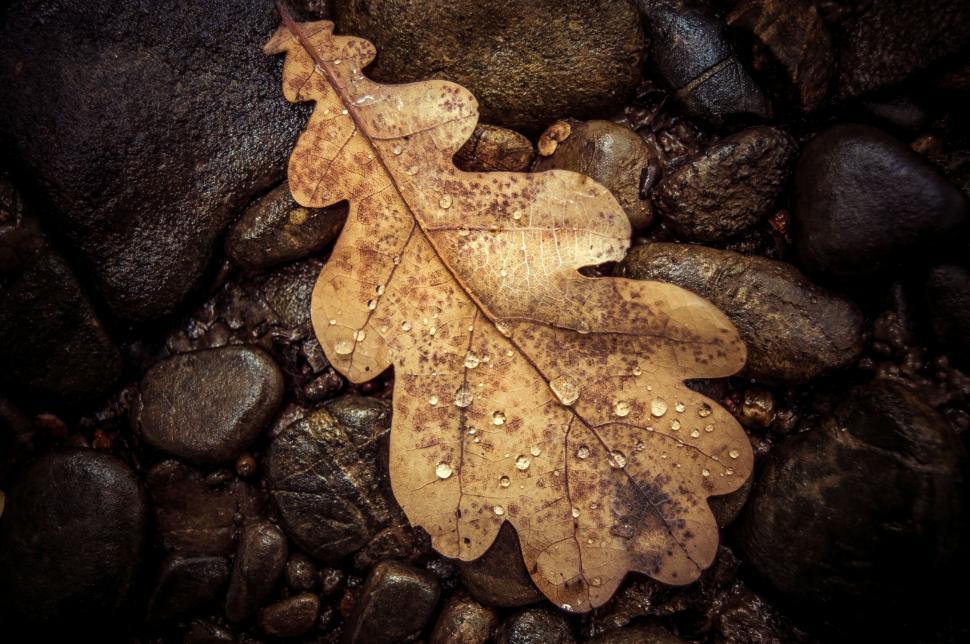 Free Image of A brown leaf on rocks 