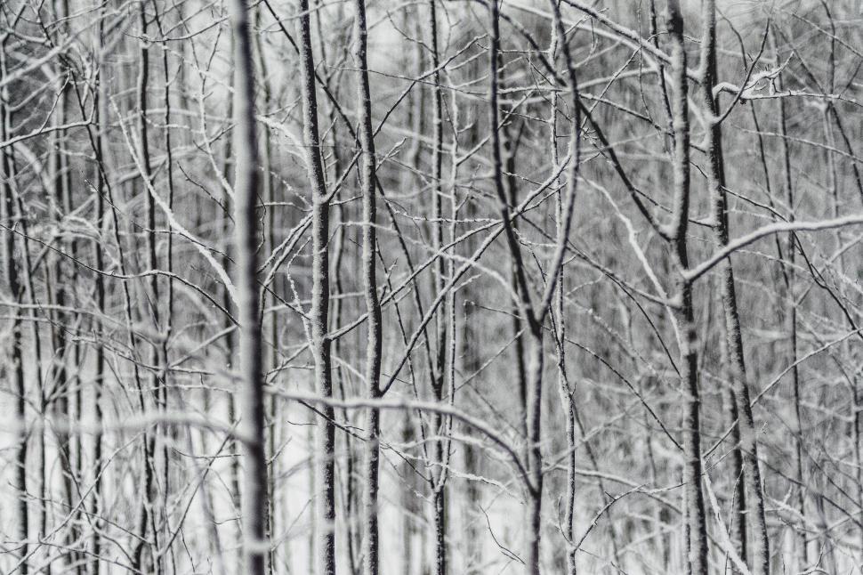 Free Image of A group of trees covered in snow 