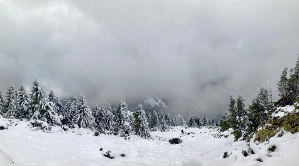Free Image of A snowy landscape with trees and clouds 