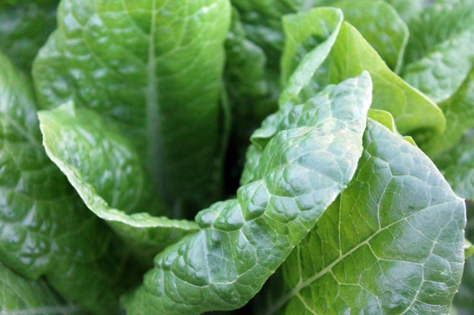 Free Image of A close up of a leafy green plant 