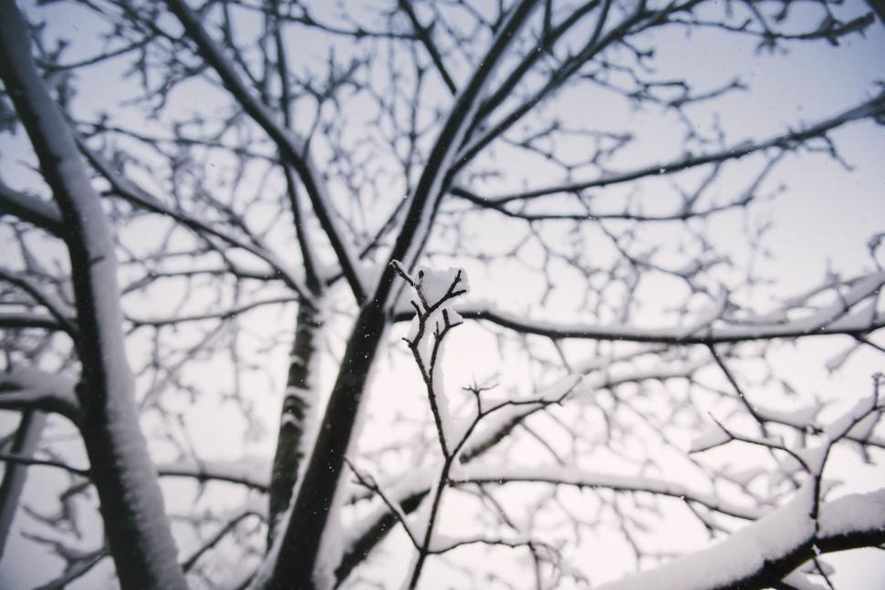 Free Image of A tree with snow on it 