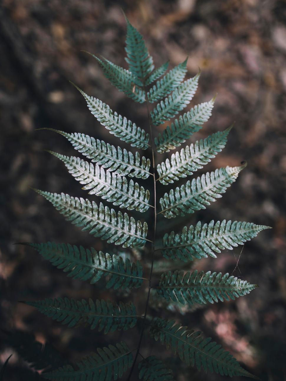 Free Image of A close up of a fern leaf 