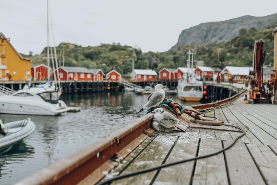 Free Image of A seagull on a dock 