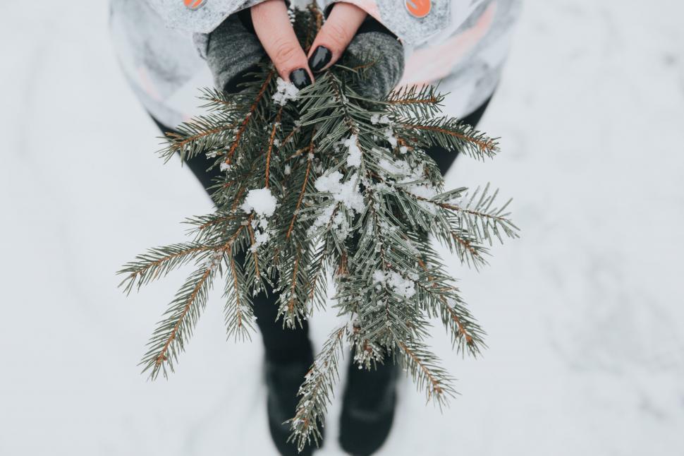 Free Image of A person holding a bunch of pine branches 