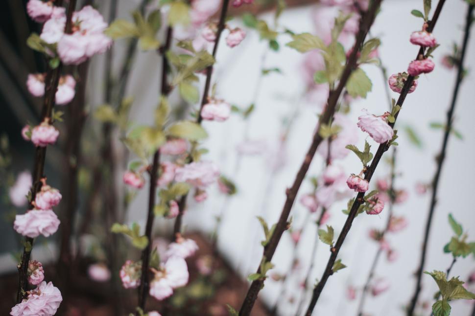 Free Image of A group of pink flowers on a tree 
