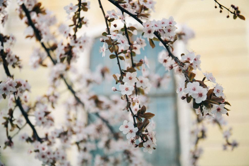 Free Image of A tree branch with white flowers 
