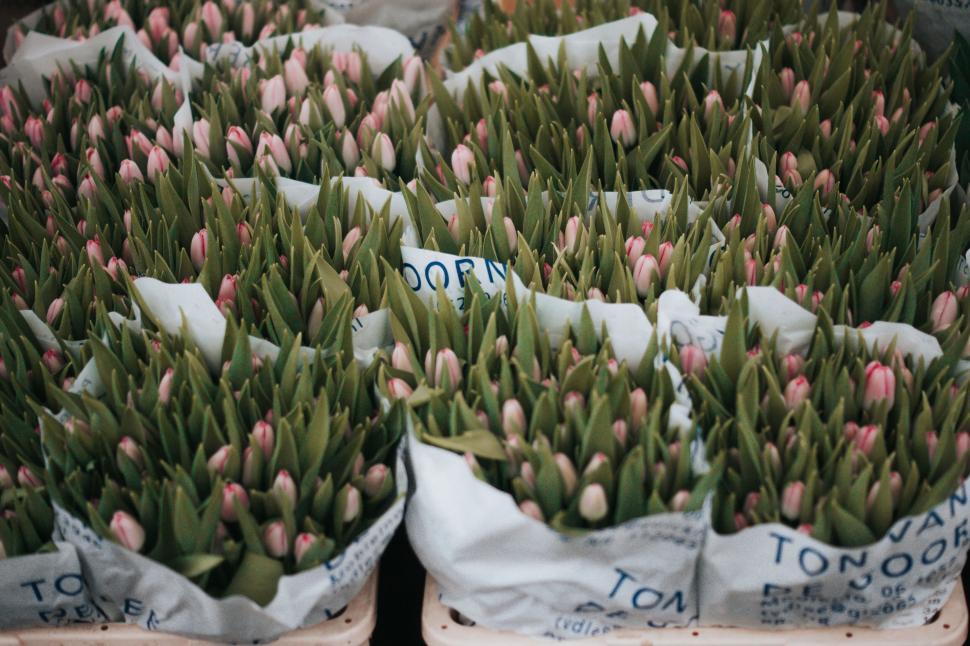 Free Image of A group of tulips in white bags 