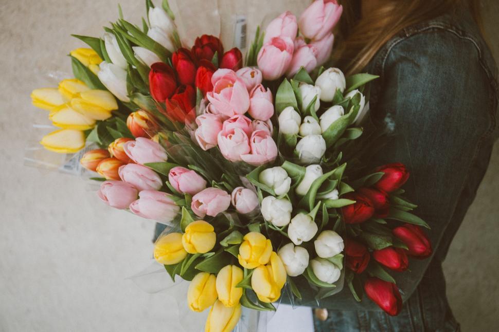 Free Image of A person holding a bouquet of tulips 