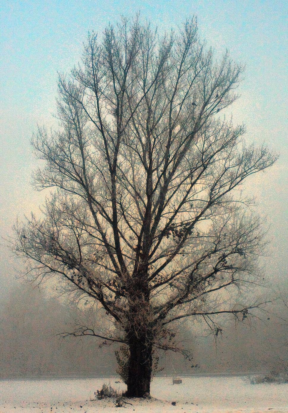Free Image of Solitary tree 