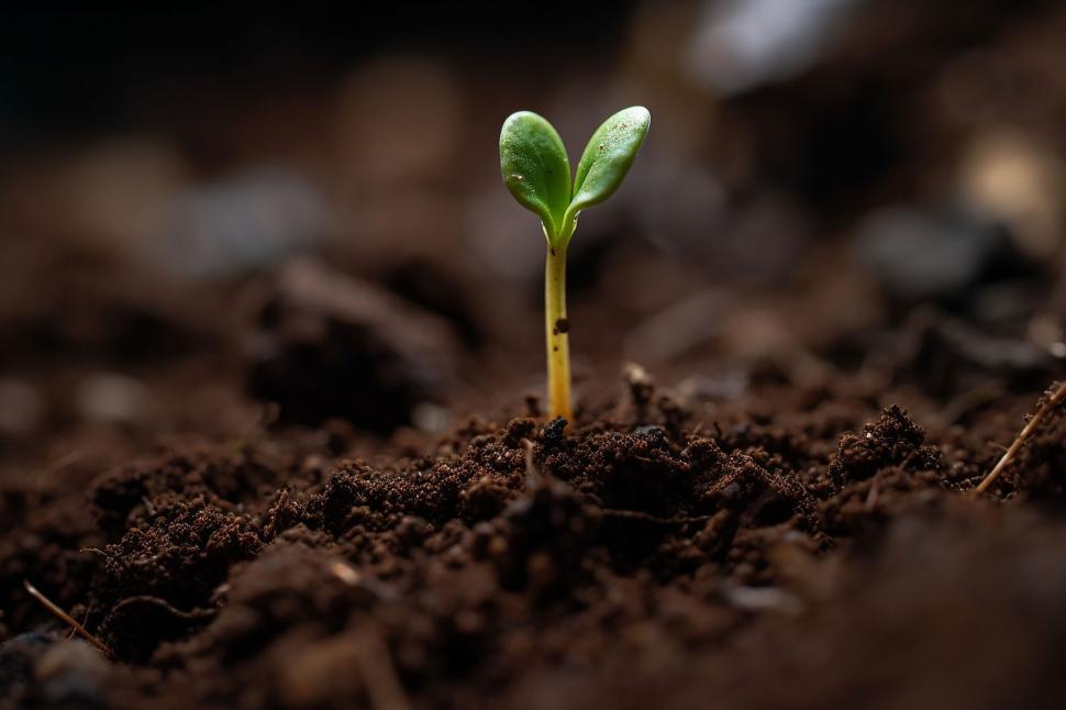 Free Image of A green sprout growing out of dirt 