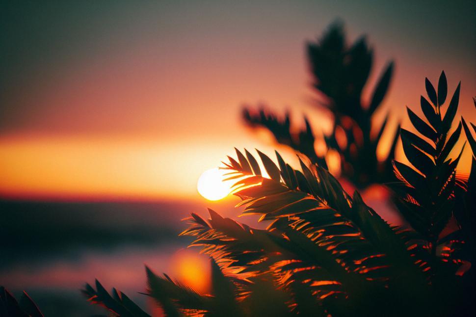 Free Image of A sunset behind a tree 