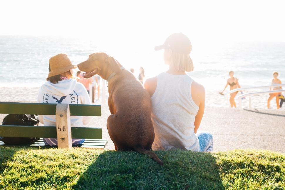 Free Image of A woman and dog sitting on a bench at the beach 