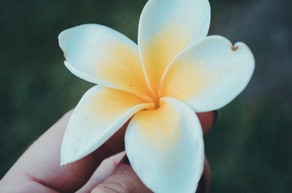 Free Image of A hand holding a white and yellow flower 