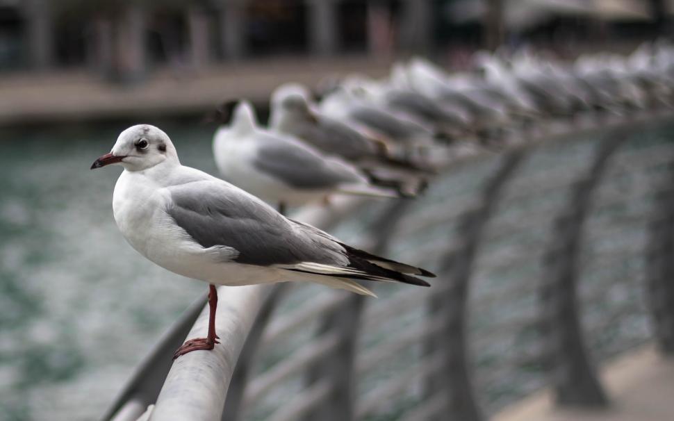 Free Image of A group of birds standing on a rail 