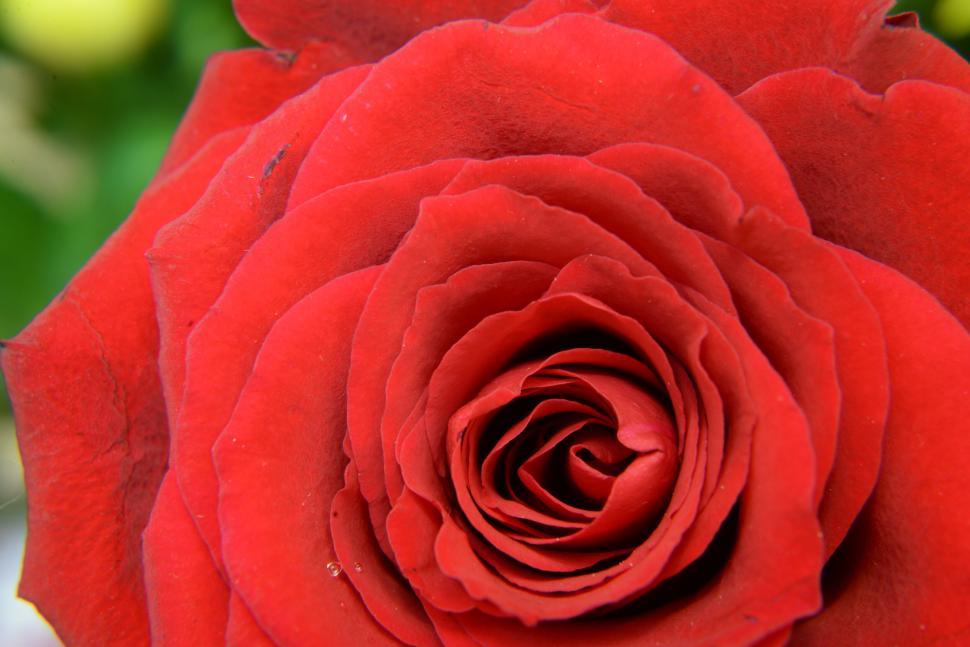 Free Image of A close up of a red rose 