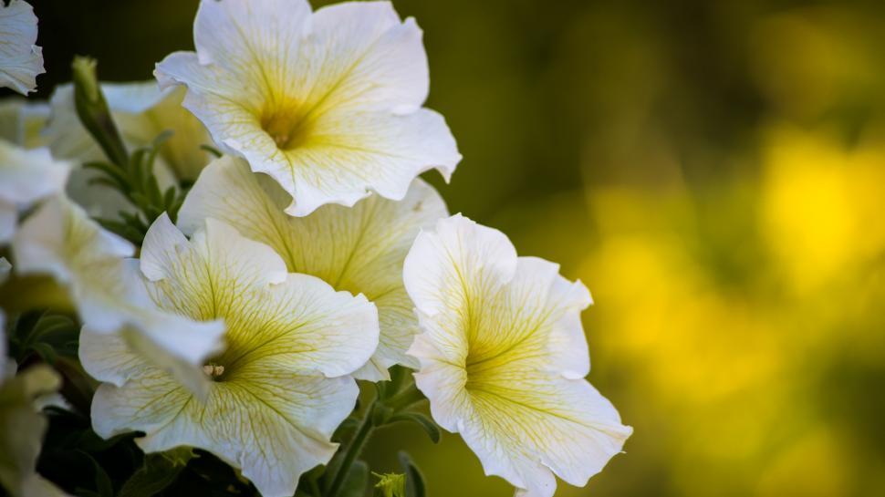 Free Image of A group of white flowers 