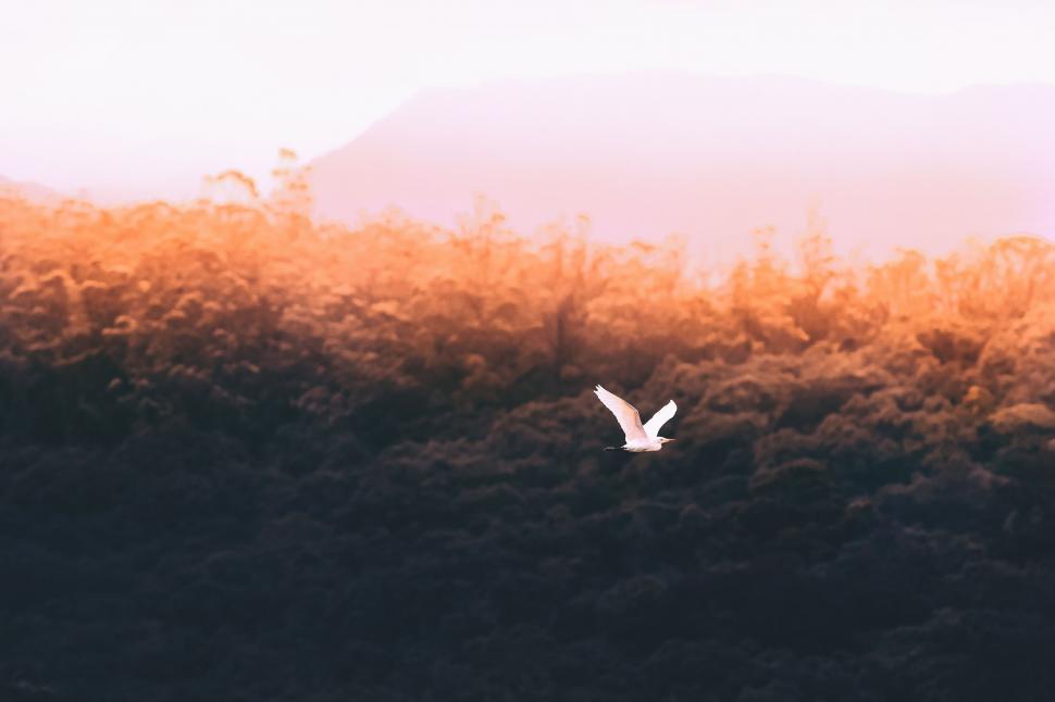Free Image of A bird flying over a forest 