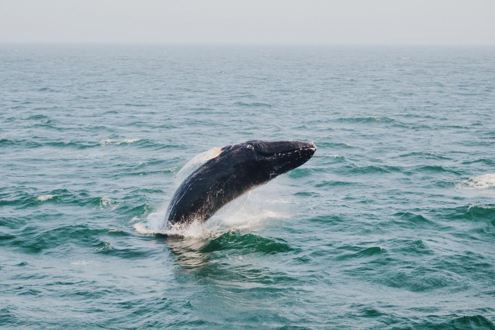 Free Image of A whale jumping out of the water 