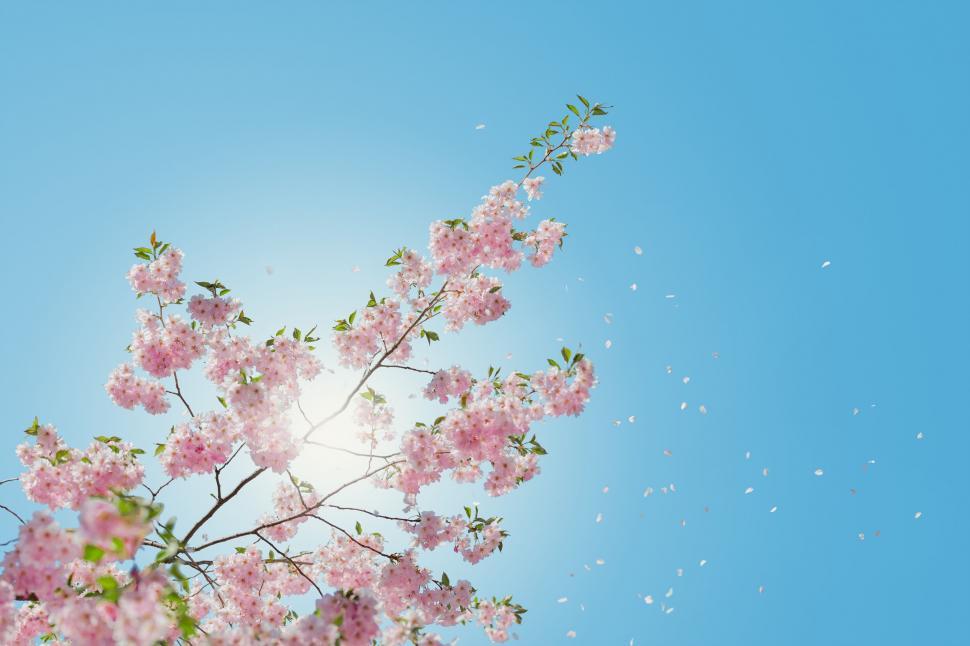 Free Image of A tree with pink flowers and blue sky 