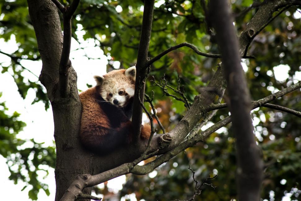 Free Image of A red panda in a tree 